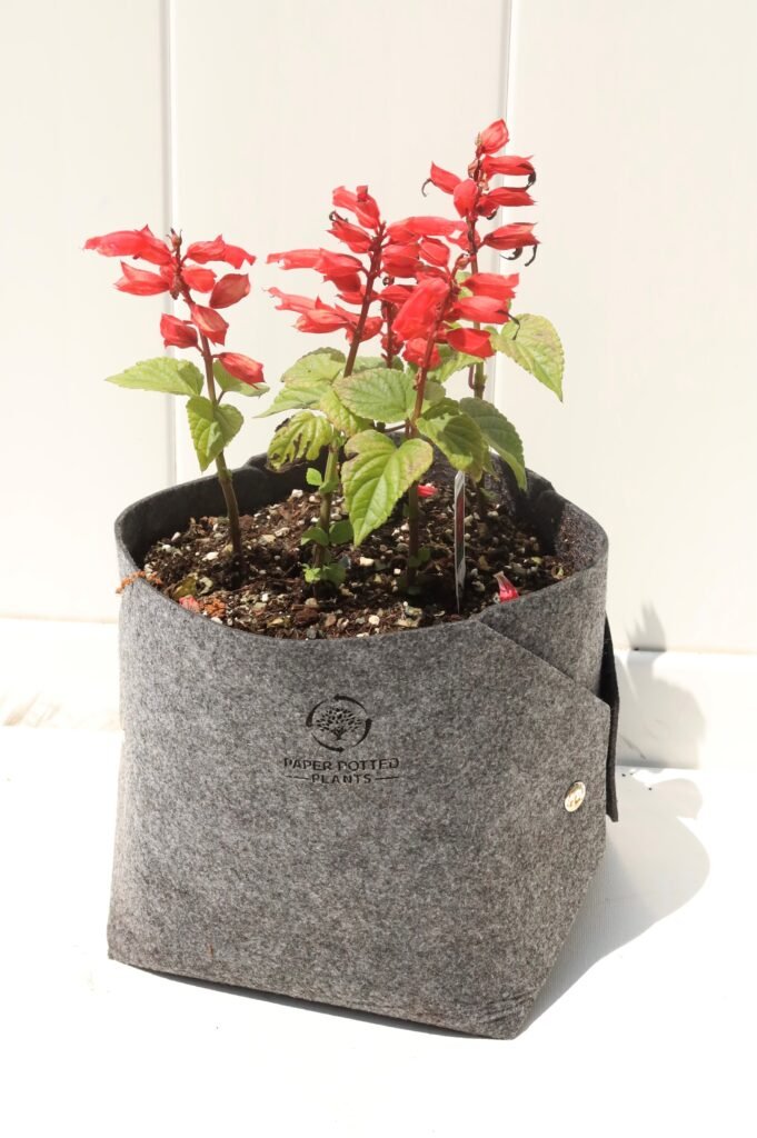 A vibrant red-flowered plant growing in a grey felt container labeled 'PAPER POTTED PLANTS'. The container sits against a white background, highlighting the contrast between the bright blooms and the muted pot