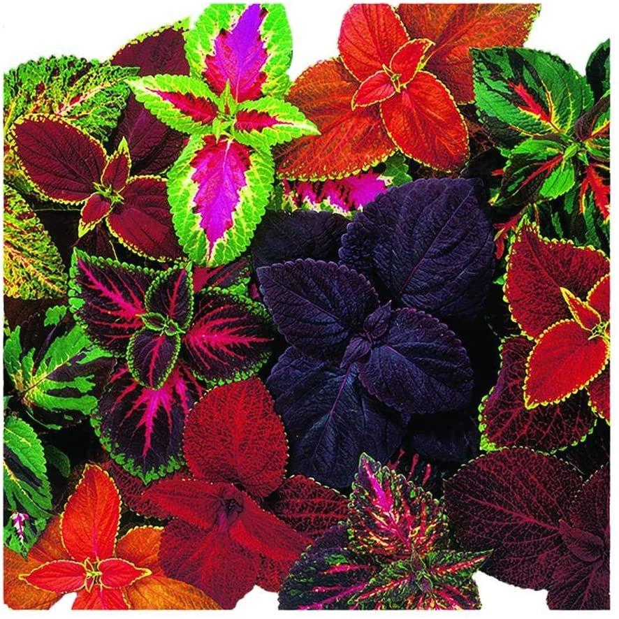 A colorful collage of Coleus plant leaves displaying a vibrant array of colors, including deep purples, bright reds, pinks, and rich greens with intricate patterns and various edgings of yellow and light green.