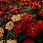 Close-up Photography of Blooming Flowers