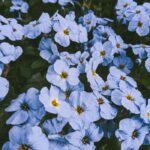 Blue Flowers in Bloom