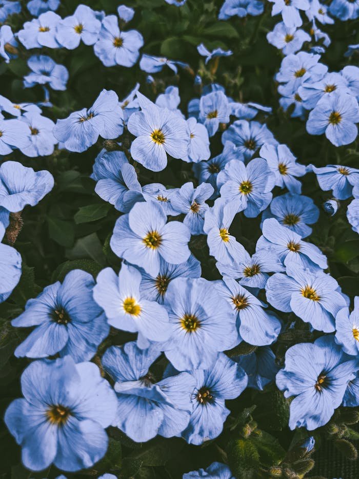 Blue Flowers in Bloom